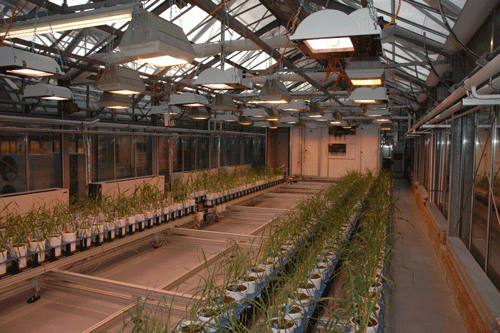 全自動高通量植物3D成像系統(tǒng)——Greenhouse Scanalyzer Systems